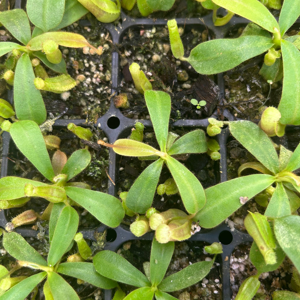 
                      
                        Nepenthes veitchii (JB x Cobra), CAR-0440
                      
                    