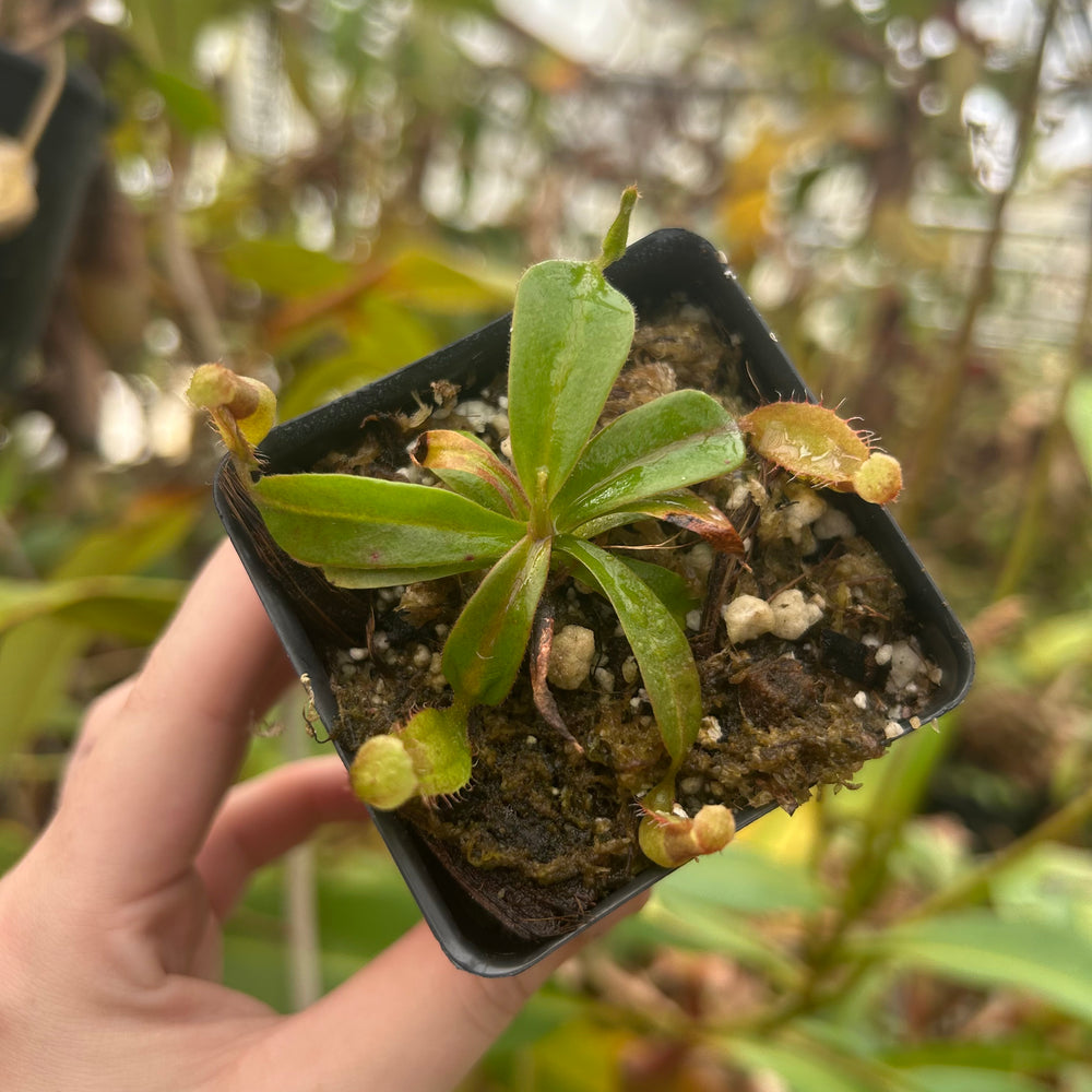 
                      
                        Nepenthes 'Red Dragon' x veitchii LL, CAR-0503
                      
                    