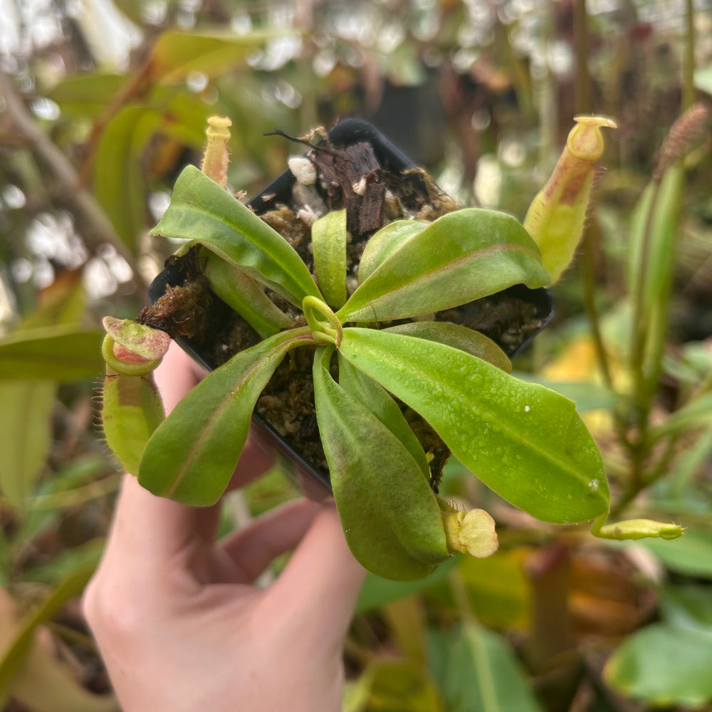 
                      
                        Nepenthes 'Red Dragon' x veitchii LL, CAR-0503
                      
                    