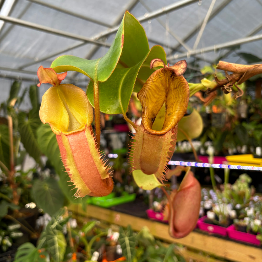 
                      
                        [A408] Nepenthes [(Rokko x boschiana) x veitchii] x veitchii (m) - clone W (XL)
                      
                    