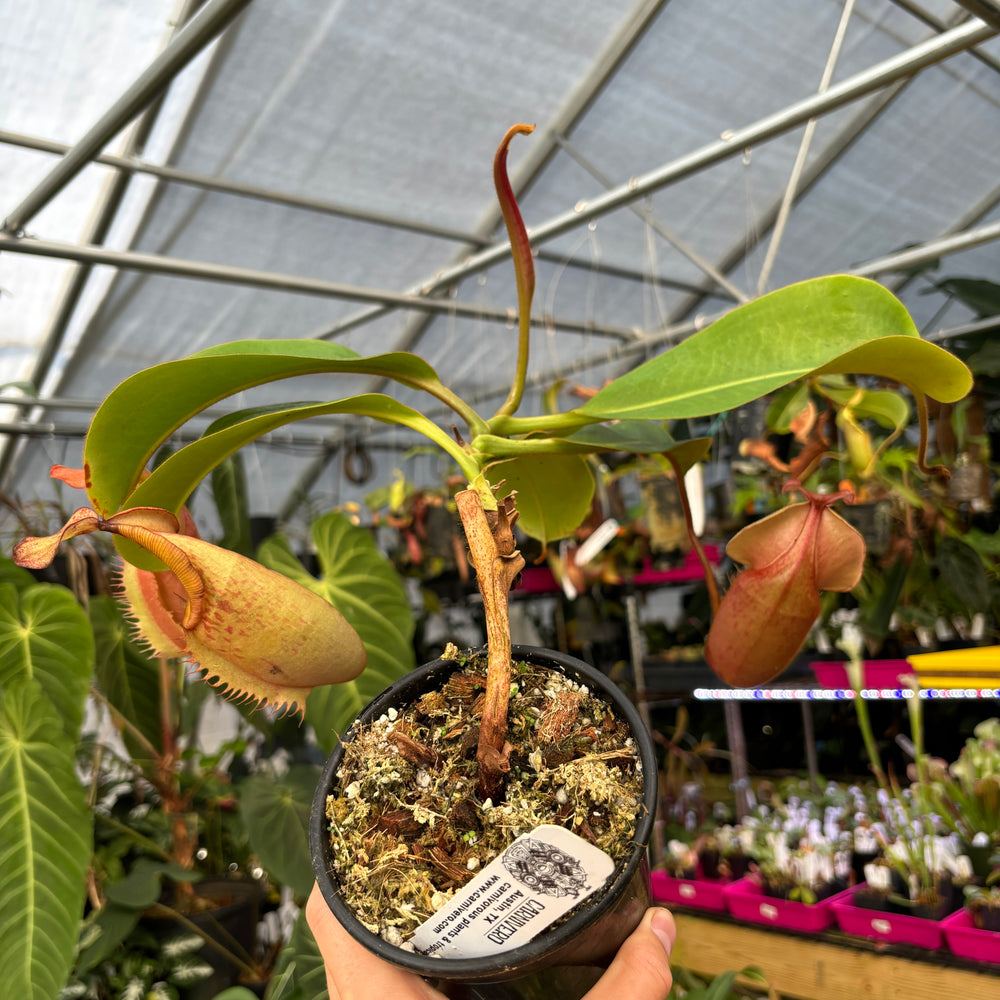 
                      
                        [A408] Nepenthes [(Rokko x boschiana) x veitchii] x veitchii (m) - clone W (XL)
                      
                    