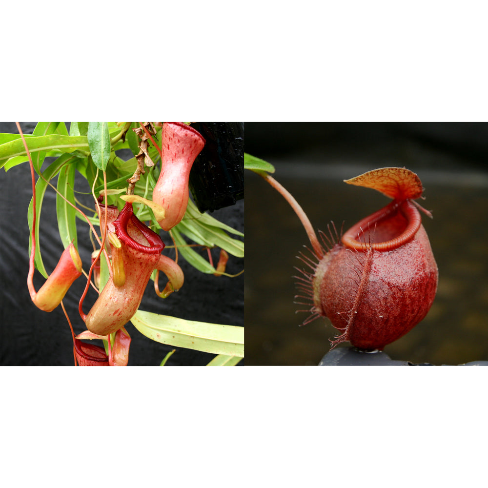 Nepenthes ventricosa BE x undulatifolia-Seed Pod