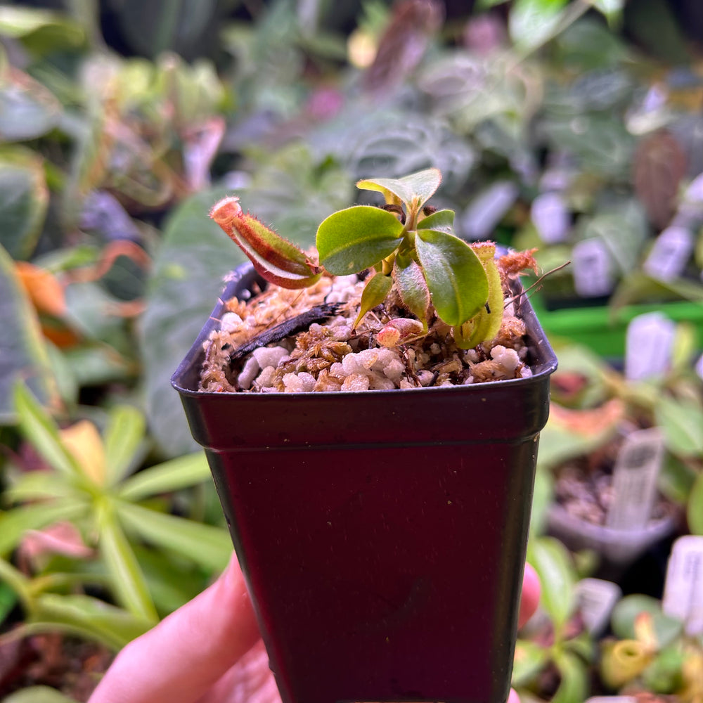 
                      
                        Nepenthes (veitchii x lowii) x clipeata 'Clone 3', CAR-0518
                      
                    