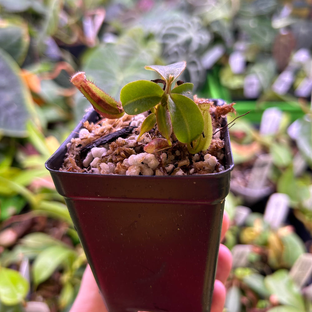 
                      
                        Nepenthes (veitchii x lowii) x clipeata 'Clone 3', CAR-0518
                      
                    