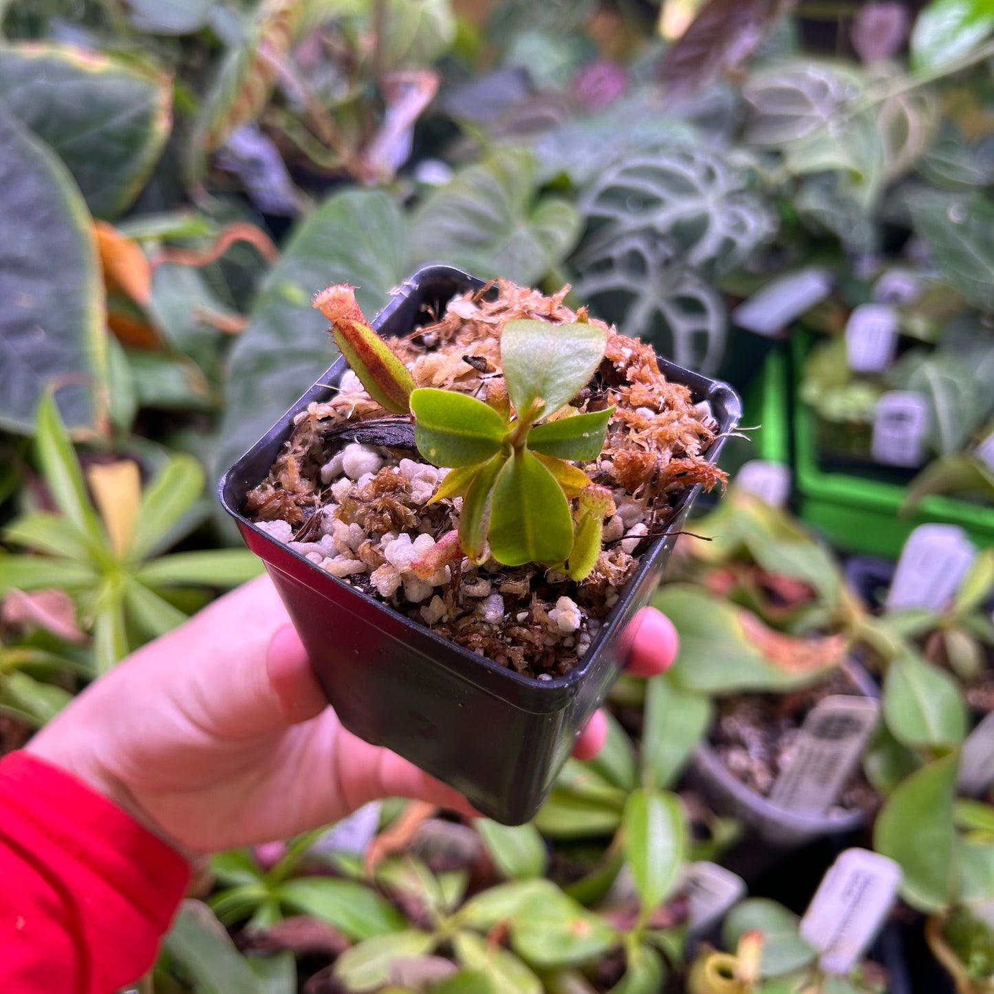 Nepenthes (veitchii x lowii) x clipeata 'Clone 3', CAR-0518