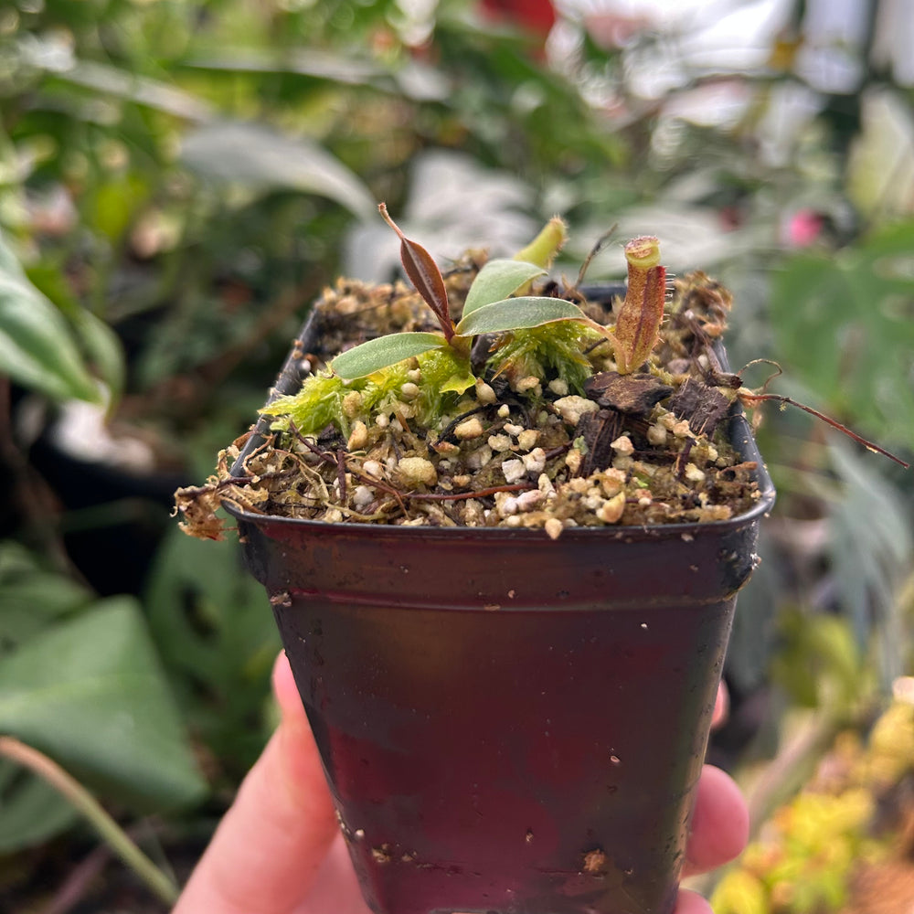 
                      
                        Nepenthes boschiana x (spathulata x jacquelineae) BE best 2, CAR-0521
                      
                    