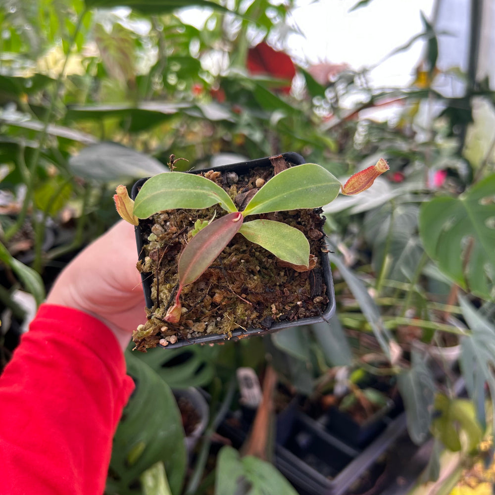 
                      
                        Nepenthes boschiana x (spathulata x jacquelineae) BE best 2, CAR-0521
                      
                    