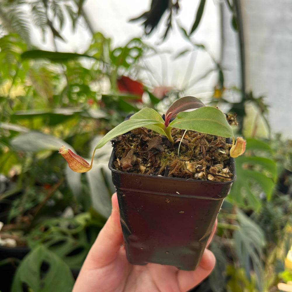 
                      
                        Nepenthes boschiana x (spathulata x jacquelineae) BE best 2, CAR-0521
                      
                    