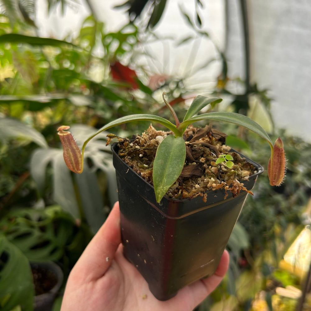 
                      
                        Nepenthes boschiana x (spathulata x jacquelineae) BE best 2, CAR-0521
                      
                    