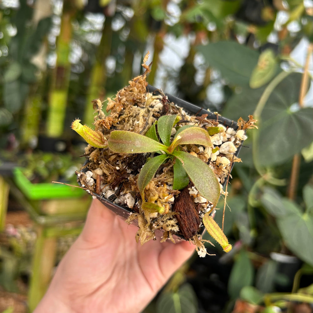 
                      
                        Nepenthes veitchii JB x {Song of melancholy x [(lowii x veitchii) x boschiana]}, CAR-0522
                      
                    