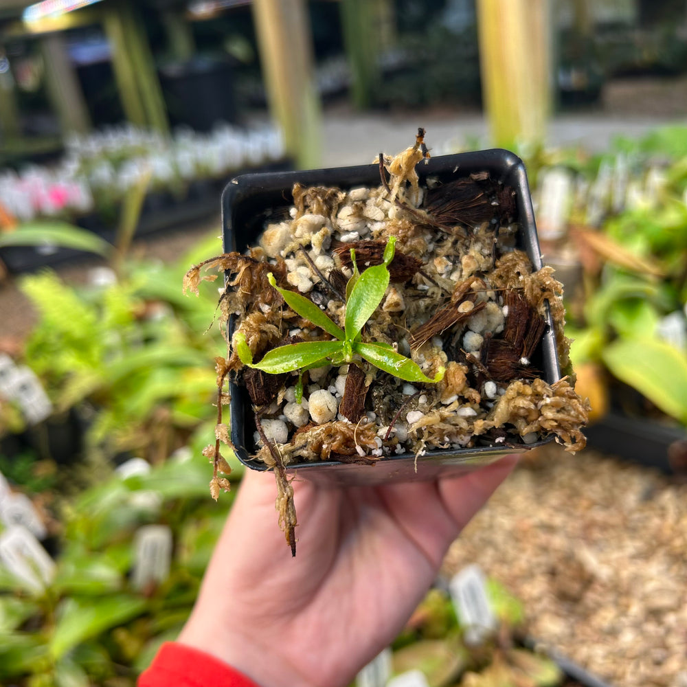 
                      
                        Nepenthes (Song of melancholy x truncata) - #1 x veitchii (Murud x Candy)-Striped CAR-0508
                      
                    