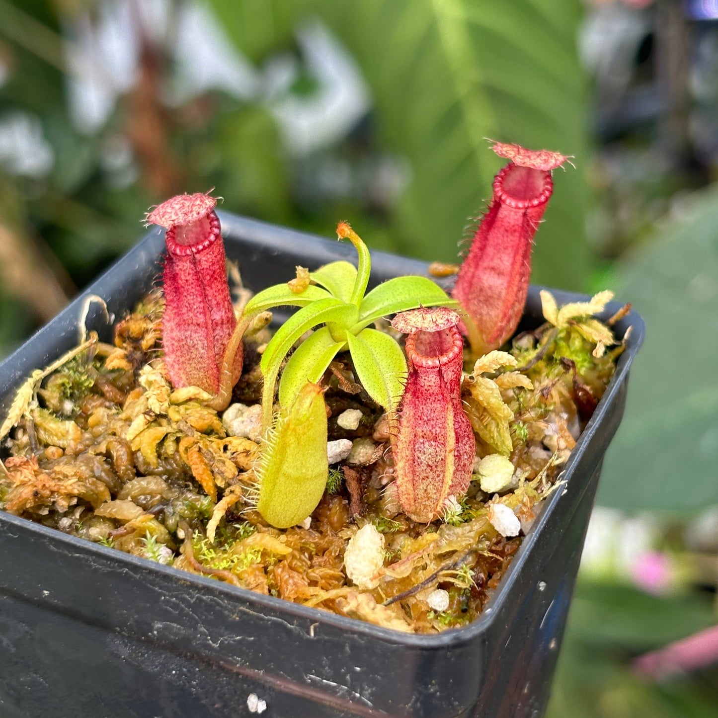 [A445] Nepenthes hamata x harryana