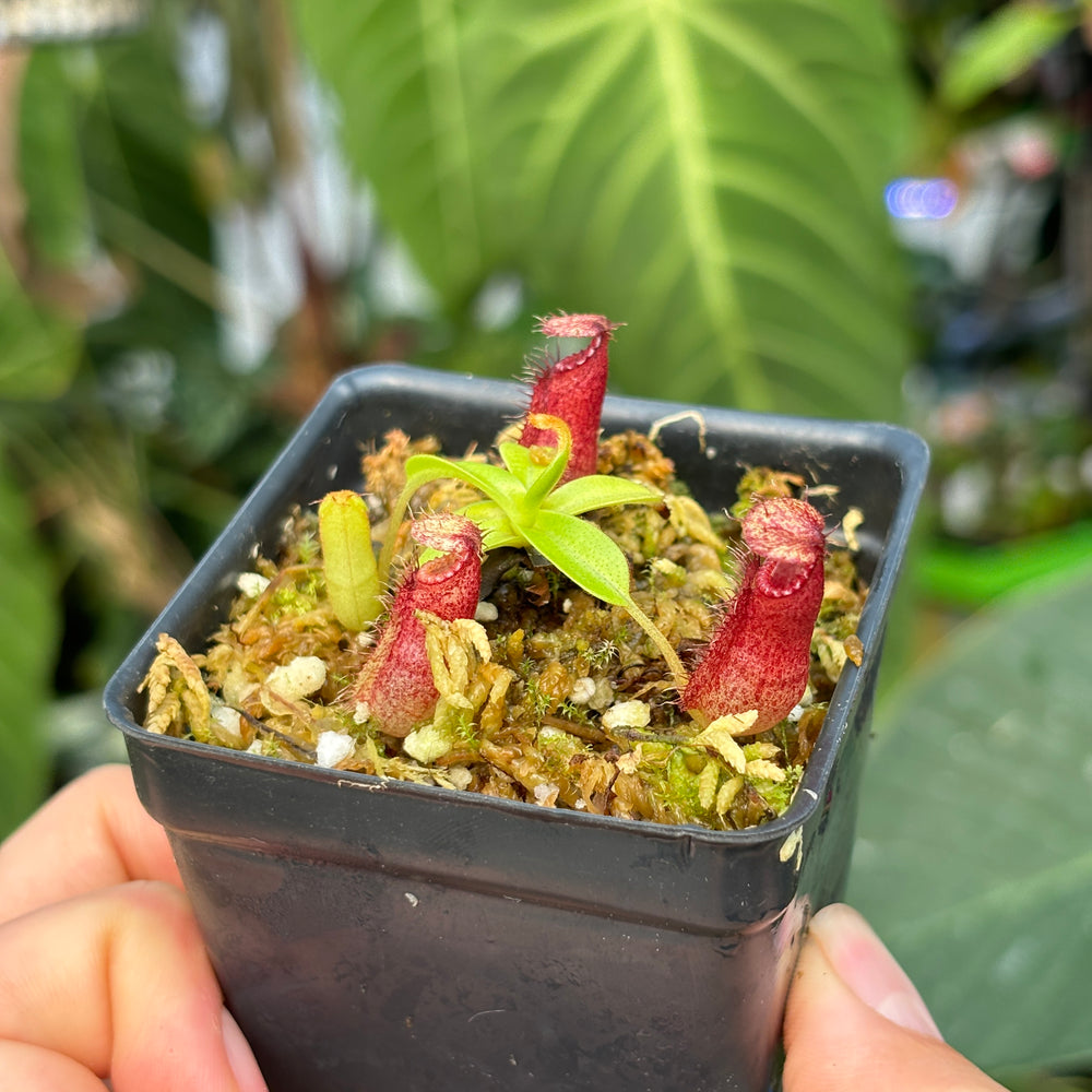 
                      
                        [A445] Nepenthes hamata x harryana
                      
                    