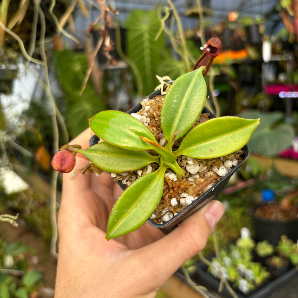 [A447] Nepenthes macrophylla (Gunung Trusmadi, Borneo) Clone: WT 02