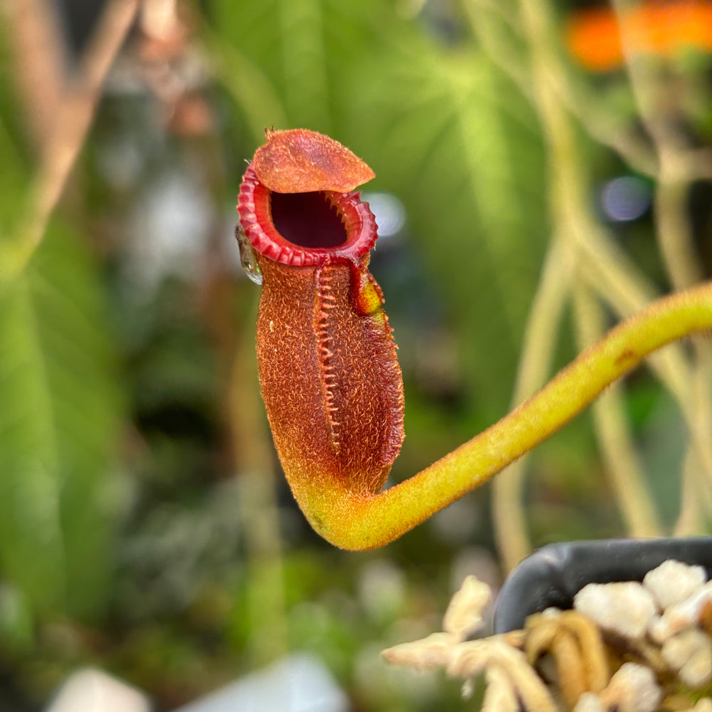 [A447] Nepenthes macrophylla (Gunung Trusmadi, Borneo) Clone: WT 02