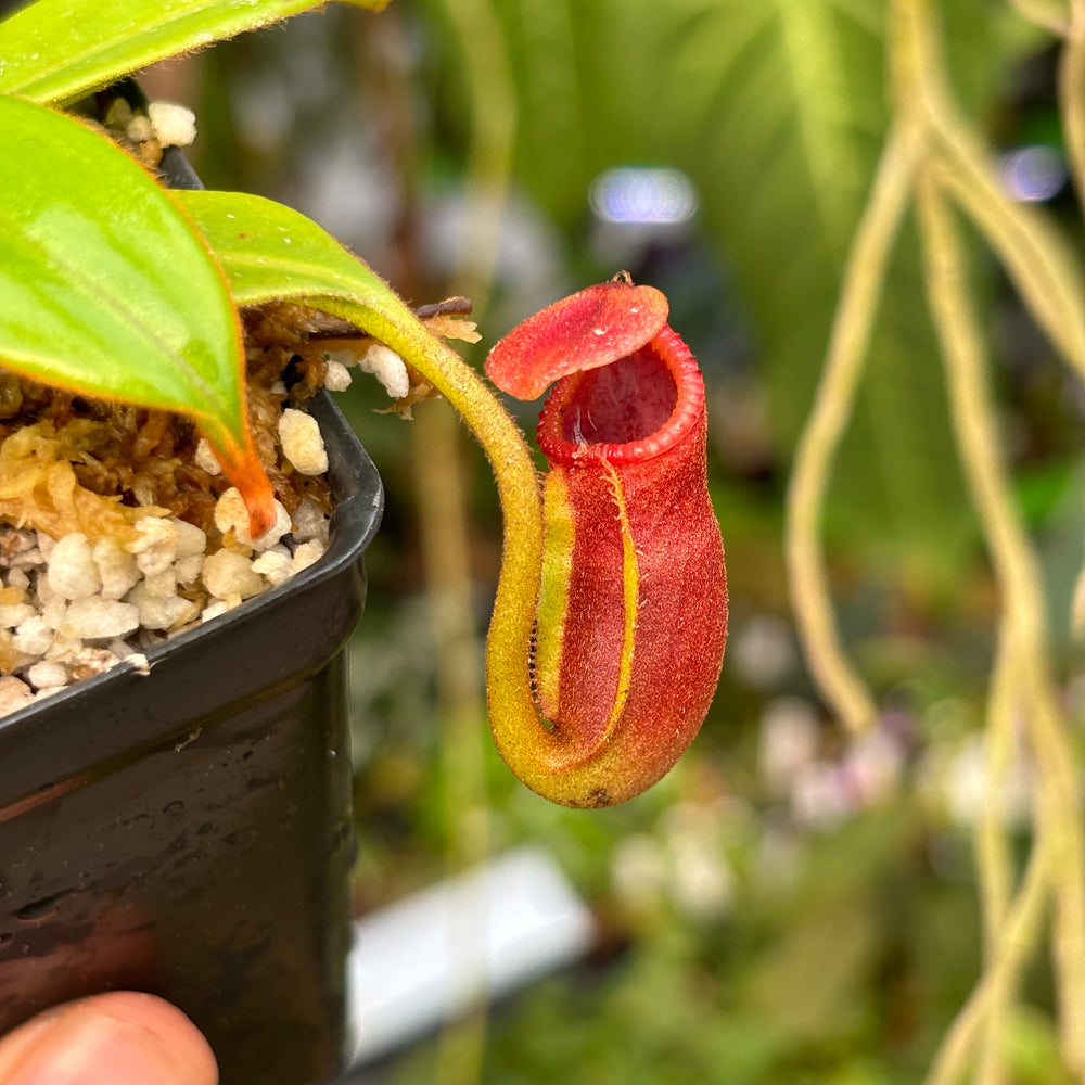 
                      
                        [A447] Nepenthes macrophylla (Gunung Trusmadi, Borneo) Clone: WT 02
                      
                    