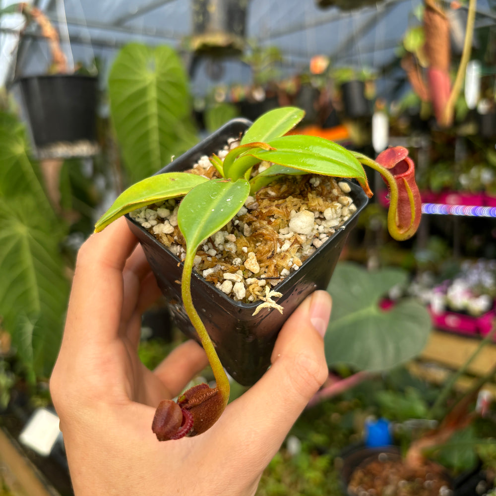 
                      
                        [A447] Nepenthes macrophylla (Gunung Trusmadi, Borneo) Clone: WT 02
                      
                    