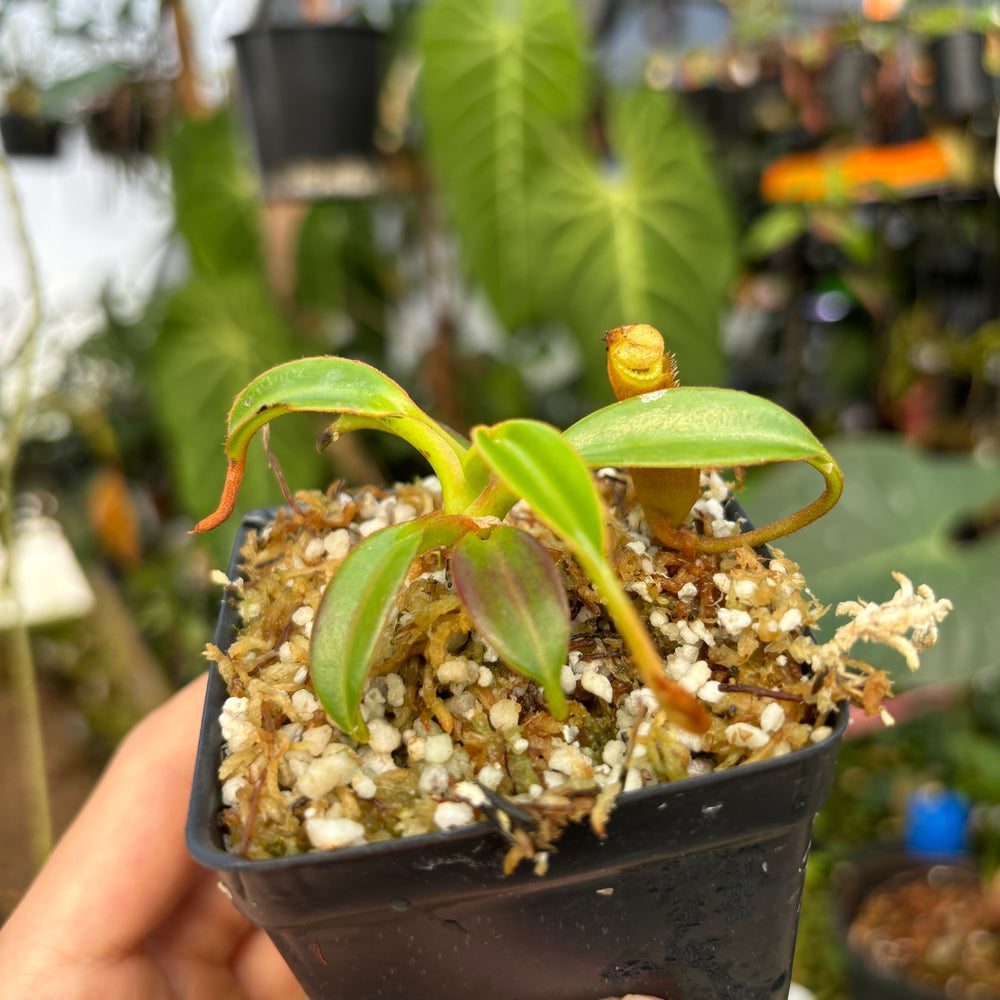 [A448] Nepenthes edwardsiana (Tambuyukon) Clone: 03