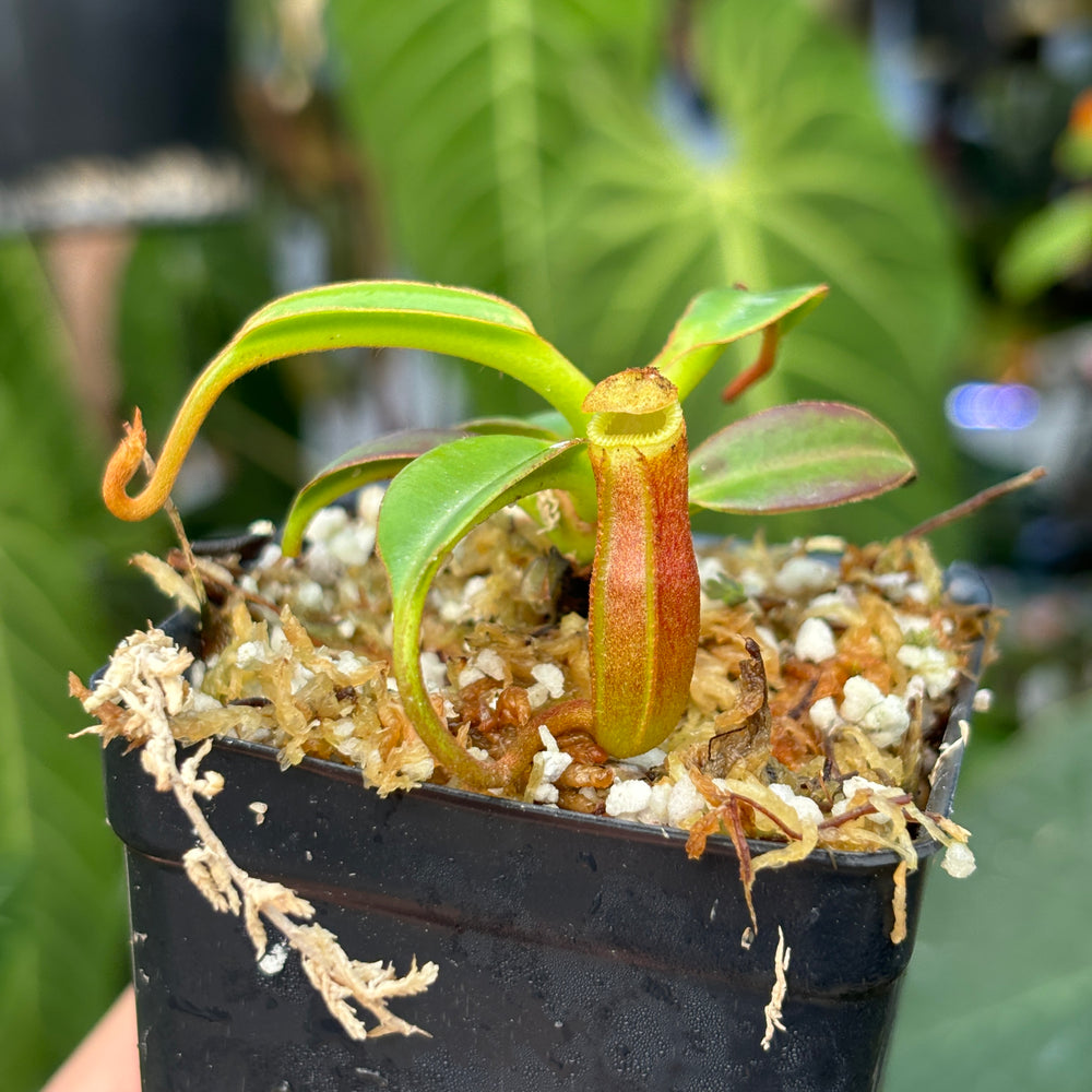 [A448] Nepenthes edwardsiana (Tambuyukon) Clone: 03