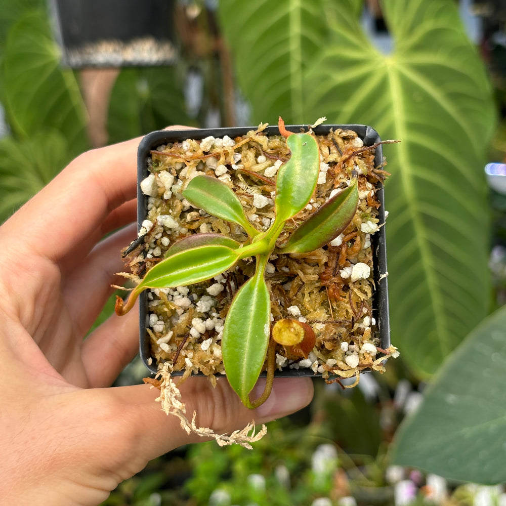 
                      
                        [A448] Nepenthes edwardsiana (Tambuyukon) Clone: 03
                      
                    