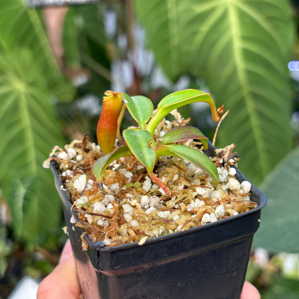 
                      
                        [A448] Nepenthes edwardsiana (Tambuyukon) Clone: 03
                      
                    