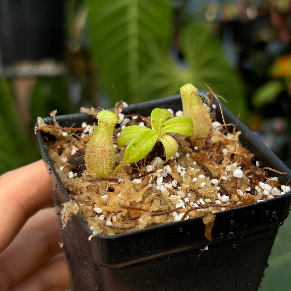 
                      
                        [A449] Nepenthes spectabilis (EP) x adrianii
                      
                    