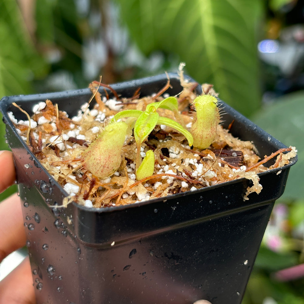 
                      
                        [A449] Nepenthes spectabilis (EP) x adrianii
                      
                    