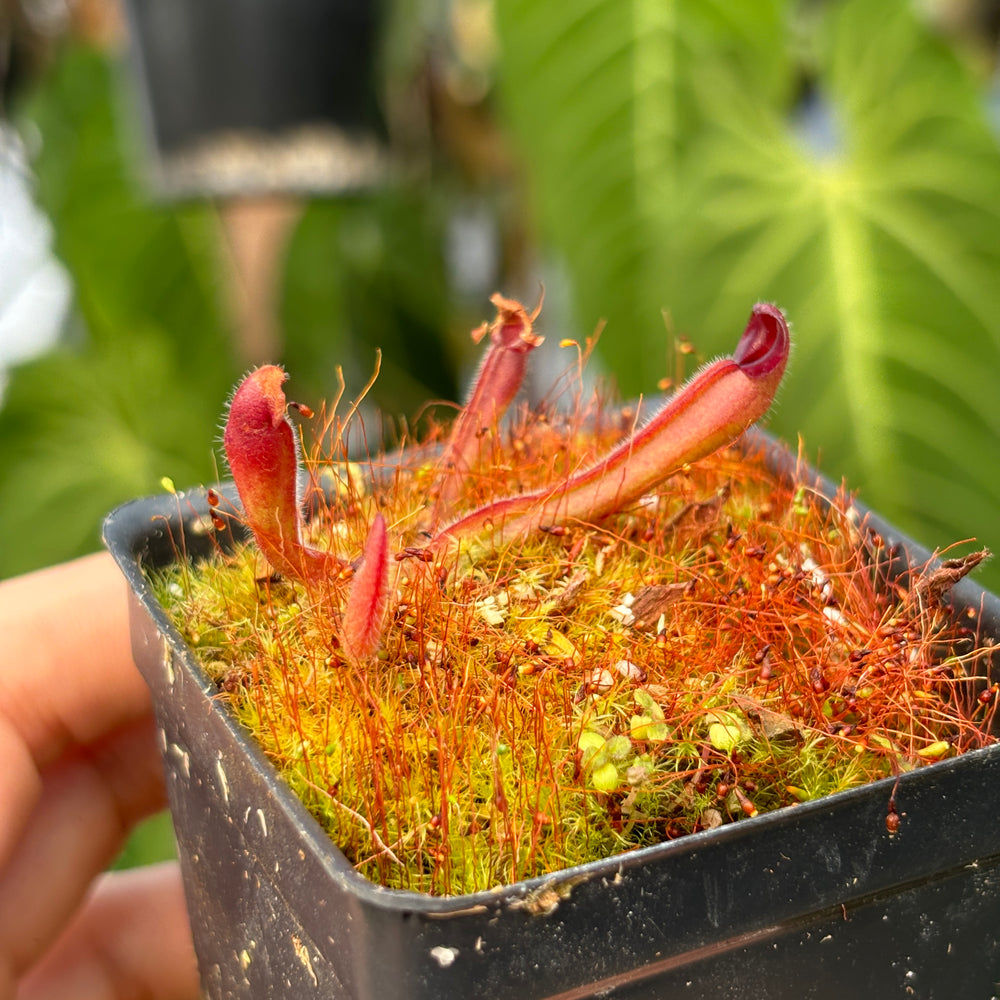 [A460] Heliamphora folliculata