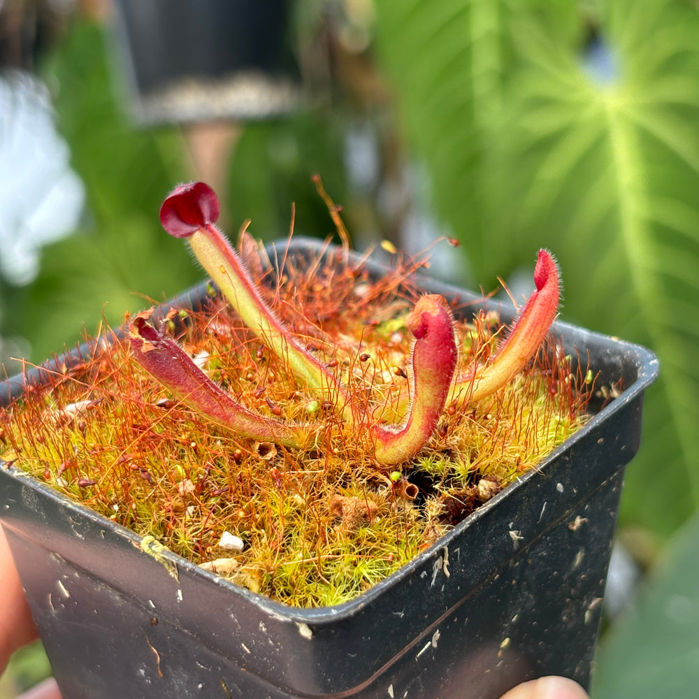 [A460] Heliamphora folliculata