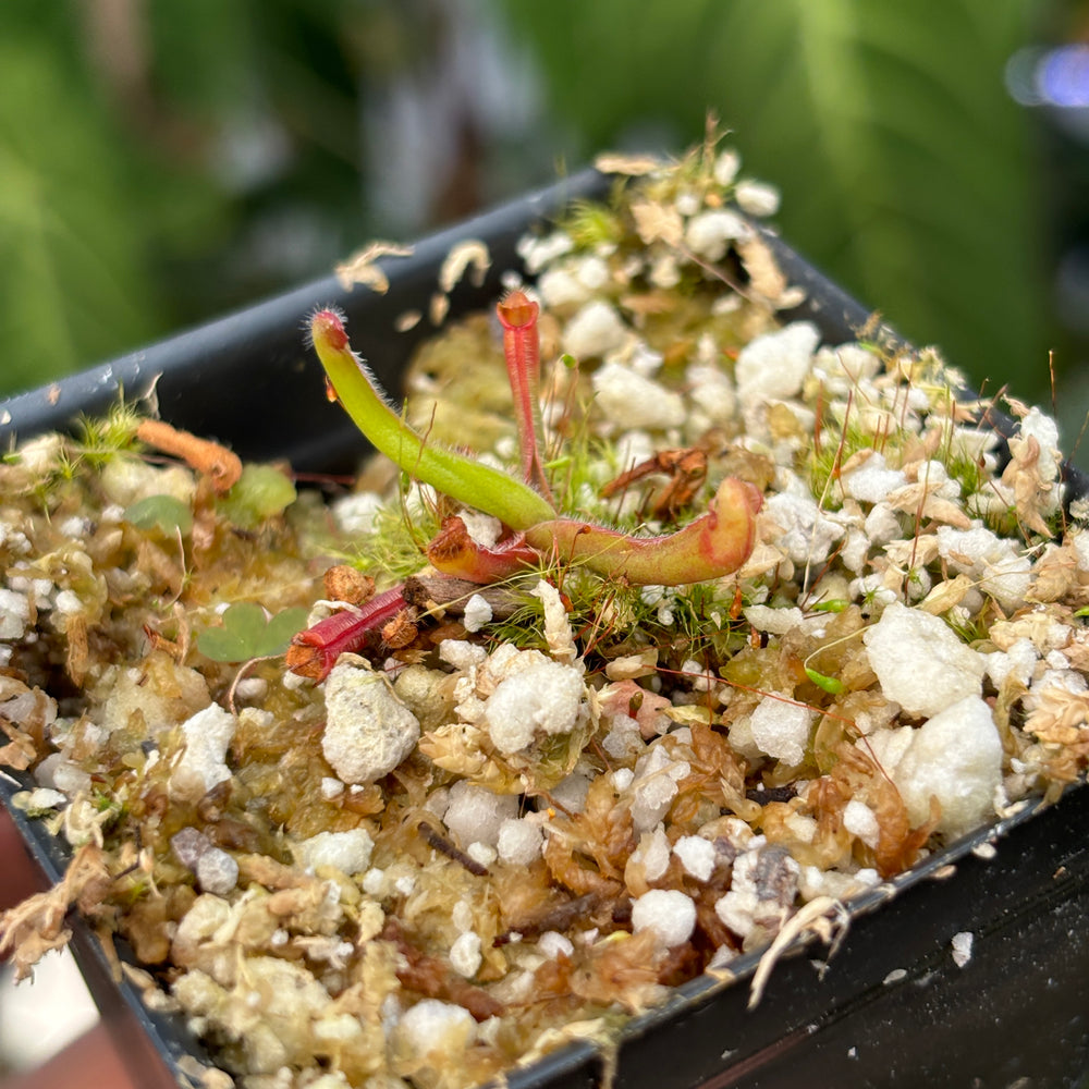 
                      
                        [A462] Heliamphora nutans
                      
                    