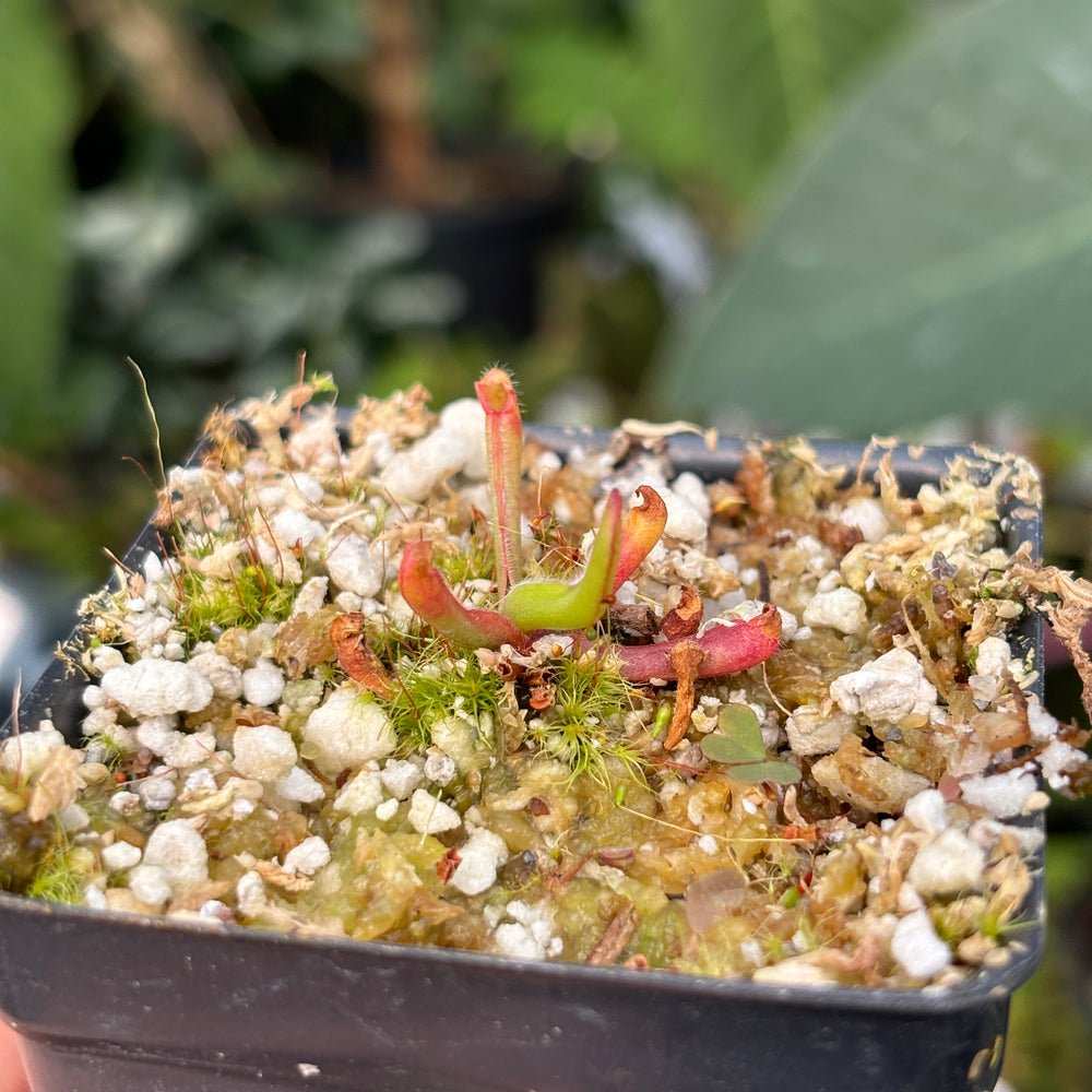 
                      
                        [A462] Heliamphora nutans
                      
                    