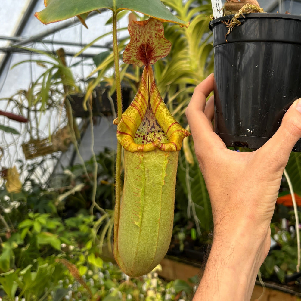 [A463] Nepenthes truncata Giant Striped x veitchii (m) Bario Squat (XXL)