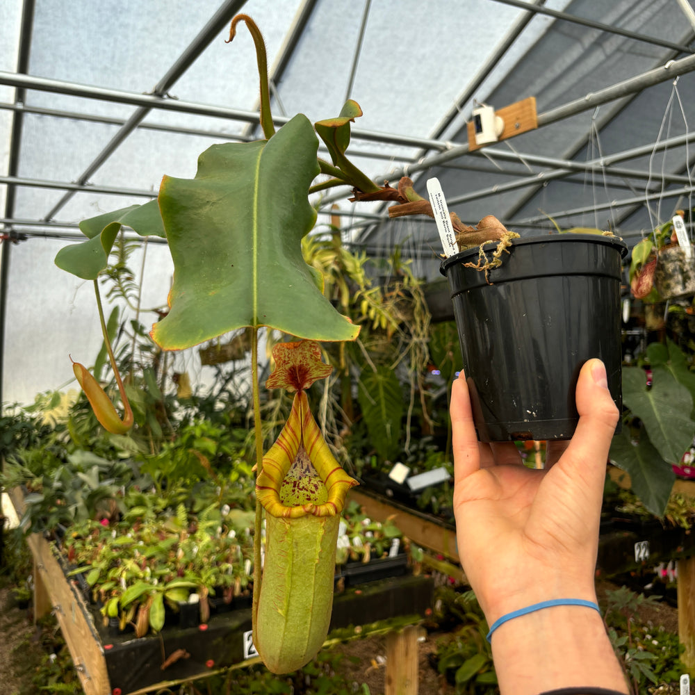 [A463] Nepenthes truncata Giant Striped x veitchii (m) Bario Squat (XXL)