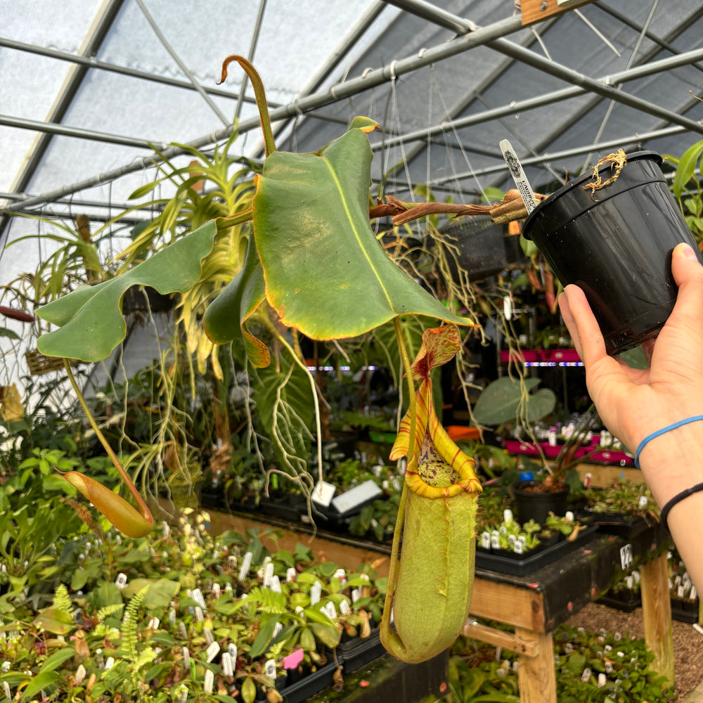 
                      
                        [A463] Nepenthes truncata Giant Striped x veitchii (m) Bario Squat (XXL)
                      
                    