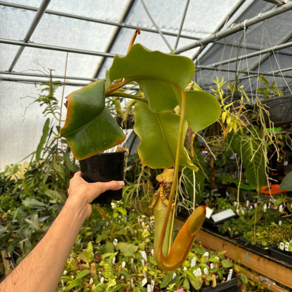 
                      
                        [A463] Nepenthes truncata Giant Striped x veitchii (m) Bario Squat (XXL)
                      
                    