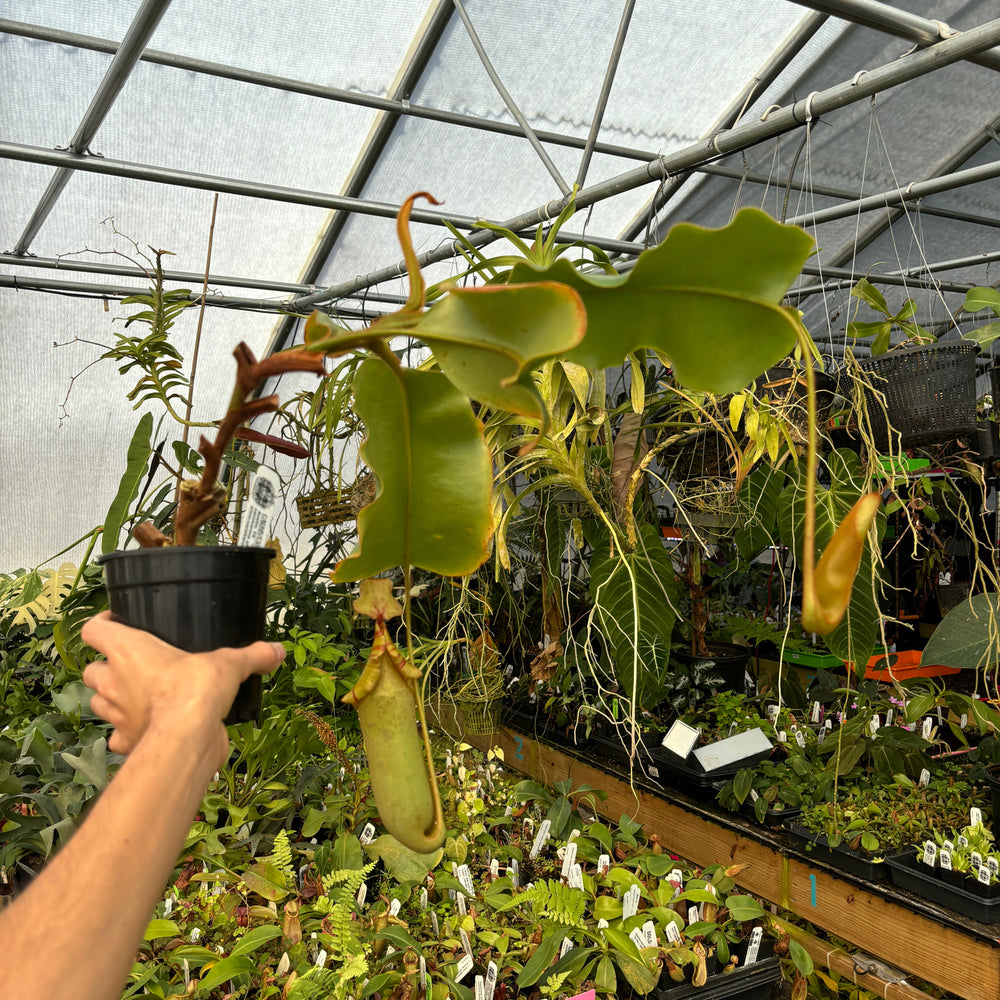 
                      
                        [A463] Nepenthes truncata Giant Striped x veitchii (m) Bario Squat (XXL)
                      
                    