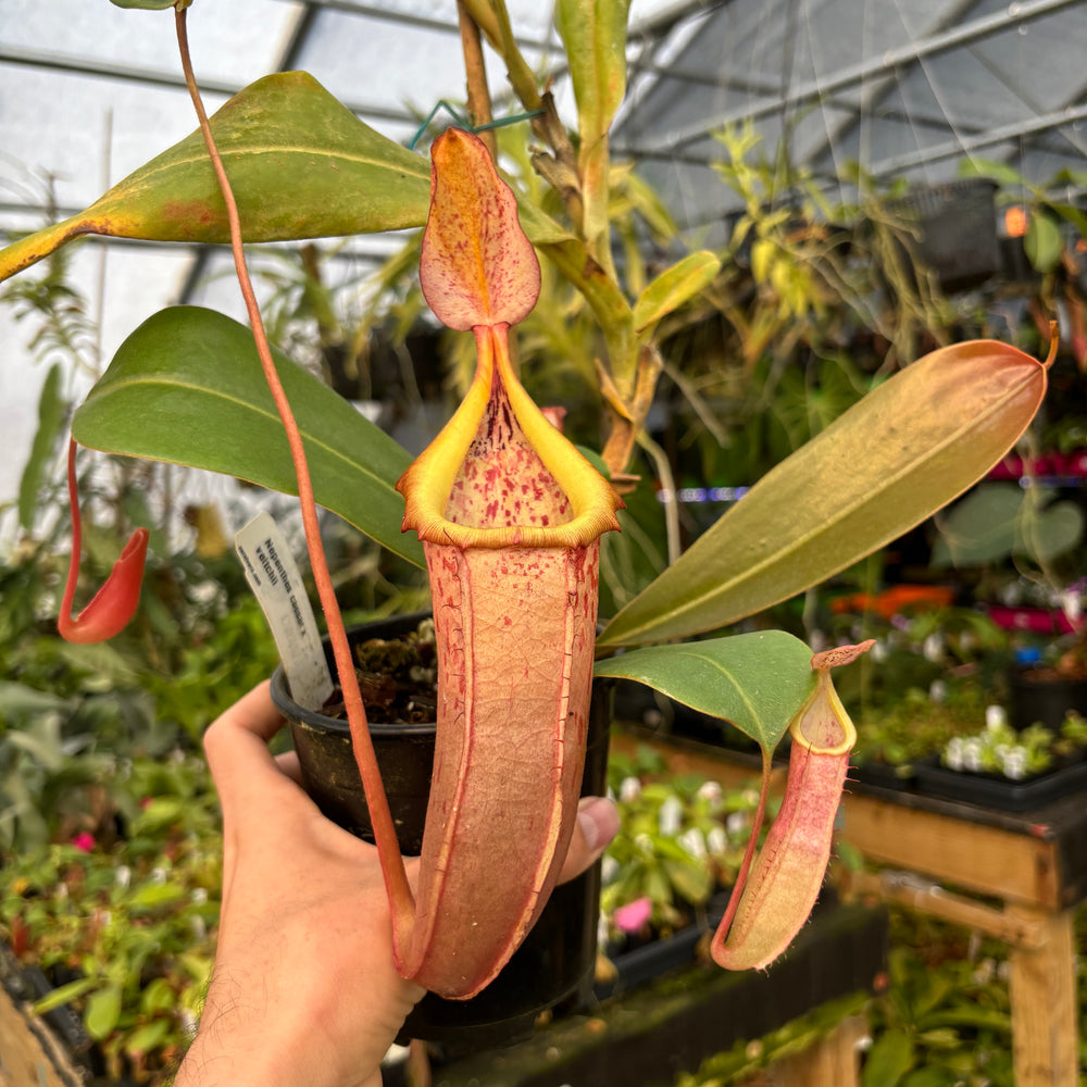 [A464] Nepenthes caesar X veitchii (XXL)