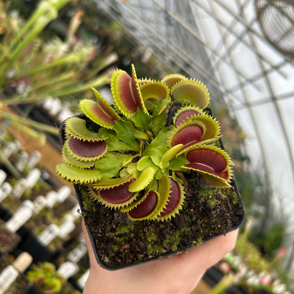 
                      
                        Venus Flytrap- Dionaea muscipula 'Dracula' (Trev's)
                      
                    