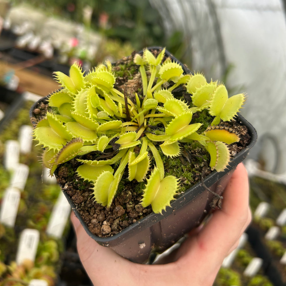 Venus Flytrap- Dionaea muscipula "Werewolf"