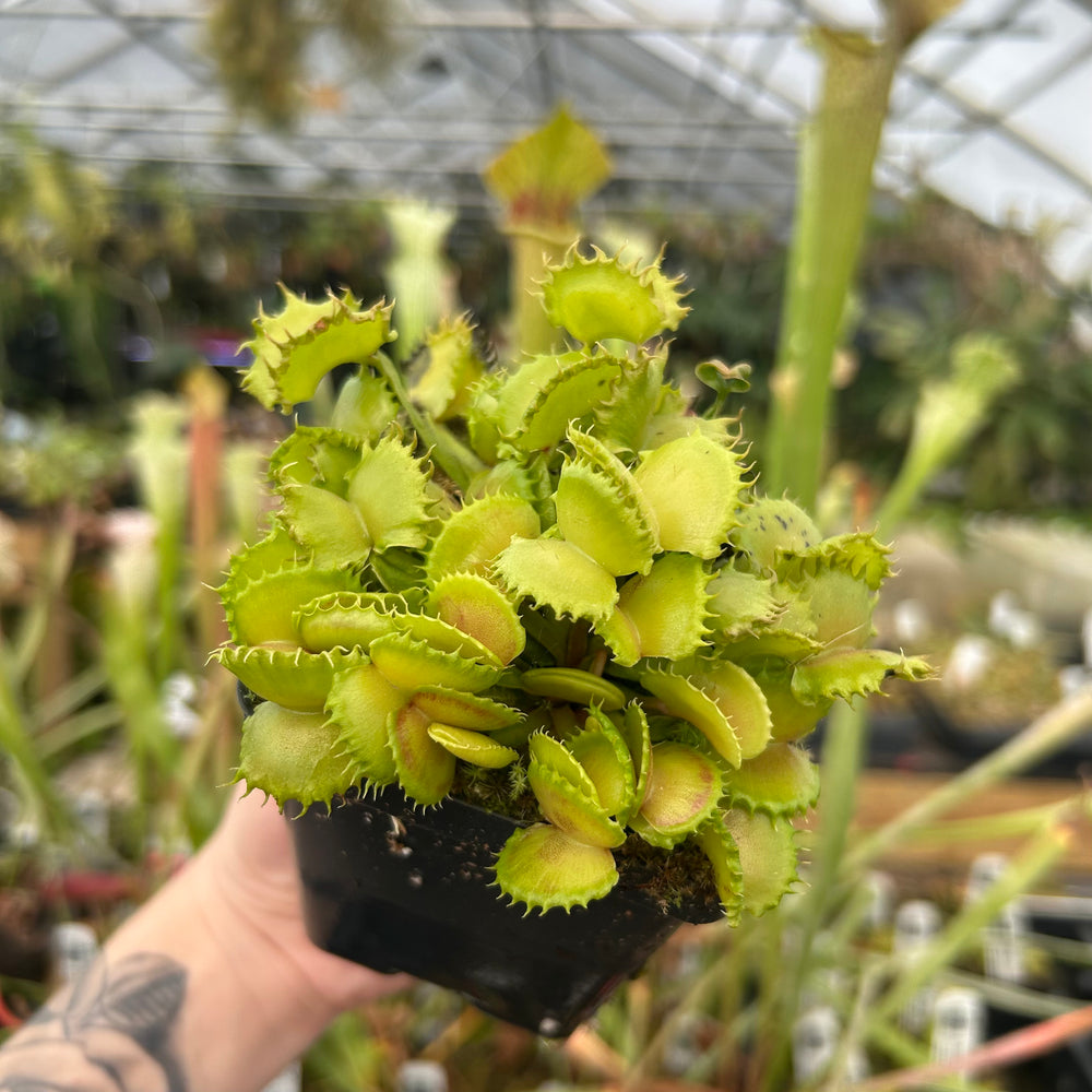 
                      
                        Venus Flytrap- Dionaea muscipula "Werewolf" F2
                      
                    