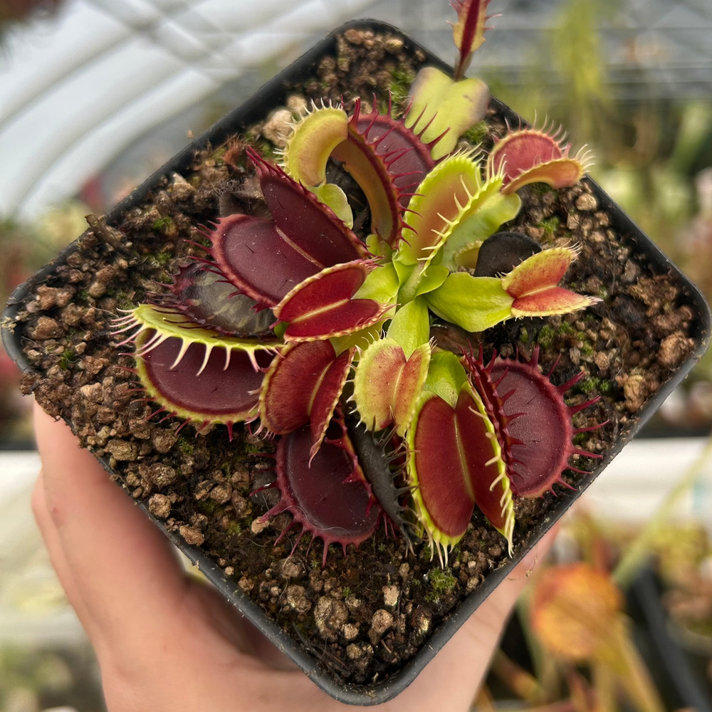 
                      
                        Venus Flytrap- Dionaea muscipula Predator
                      
                    