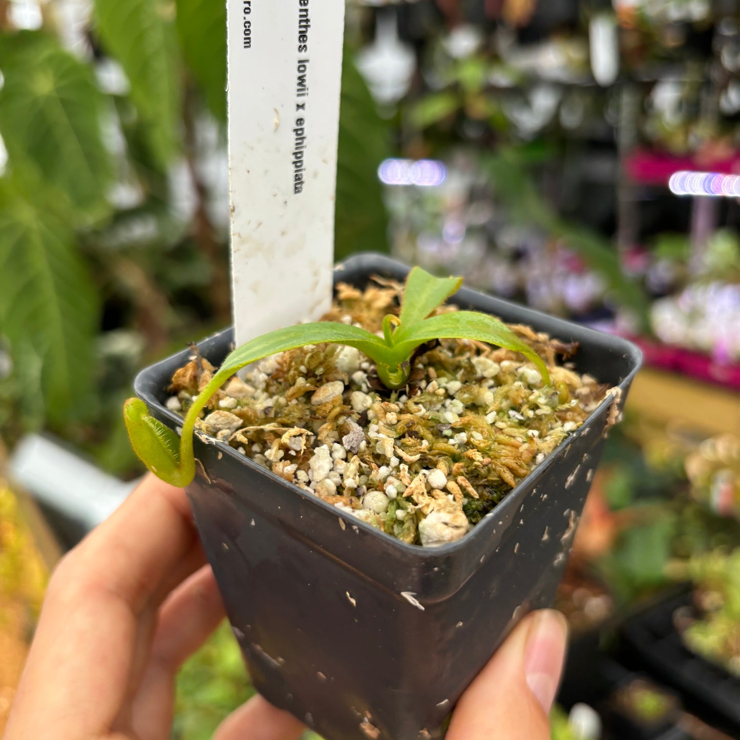 [A466] Nepenthes lowii x ephippiata (small)