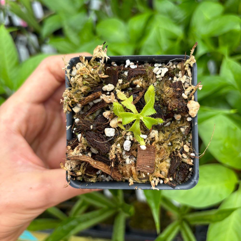 
                      
                        [A467] Nepenthes truncata (d)#1 x Trusmadiensis (xs, seed grown)
                      
                    