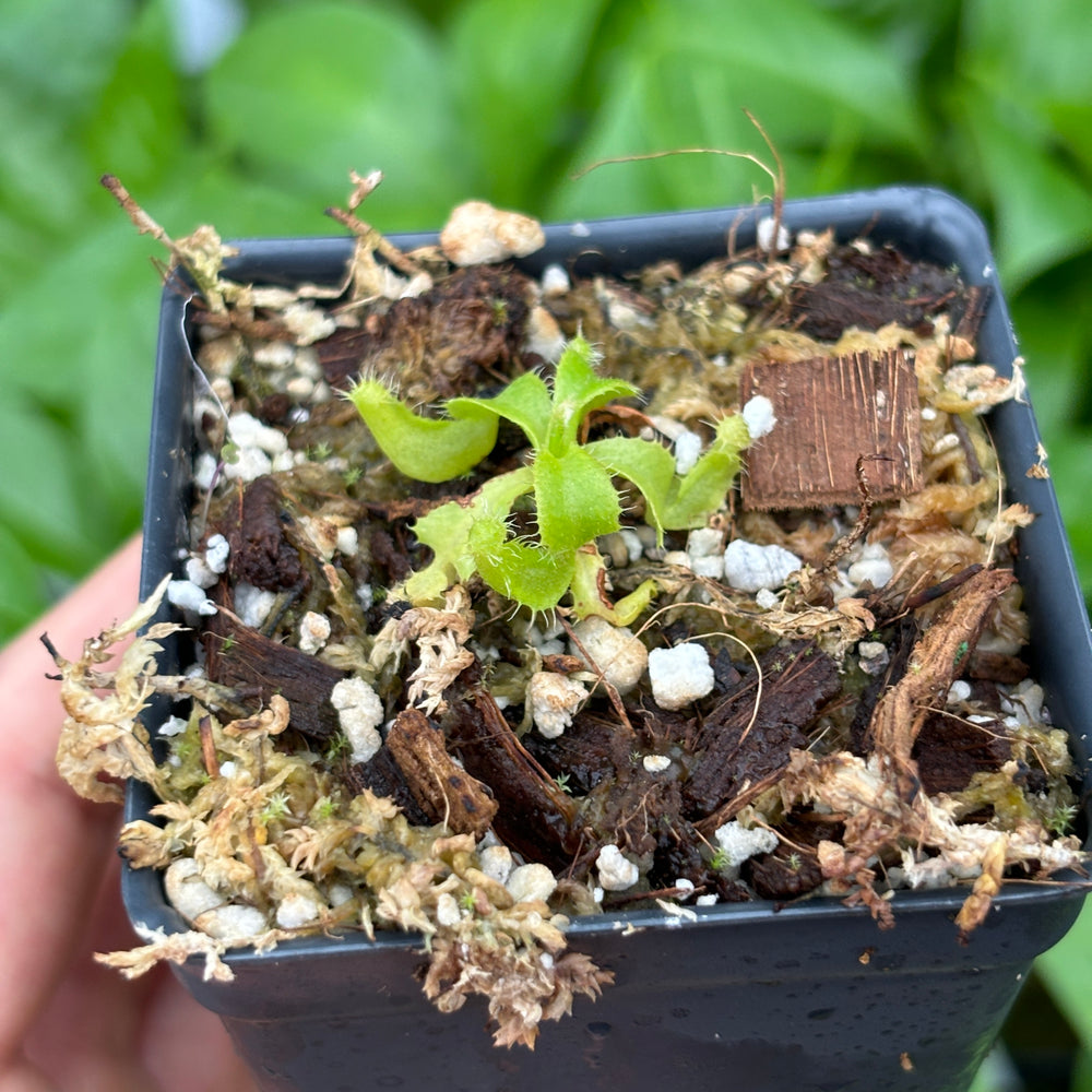 
                      
                        [A467] Nepenthes truncata (d)#1 x Trusmadiensis (xs, seed grown)
                      
                    