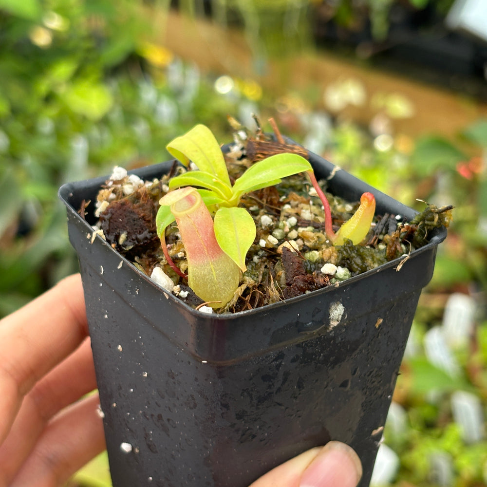 [A468] Nepenthes ventricosa Porcelain / Alba Clone:01 (small)