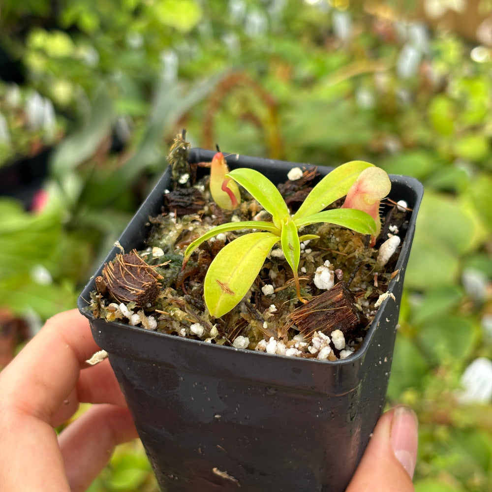 
                      
                        [A468] Nepenthes ventricosa Porcelain / Alba Clone:01 (small)
                      
                    