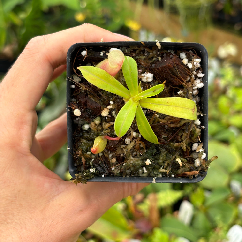 
                      
                        [A468] Nepenthes ventricosa Porcelain / Alba Clone:01 (small)
                      
                    