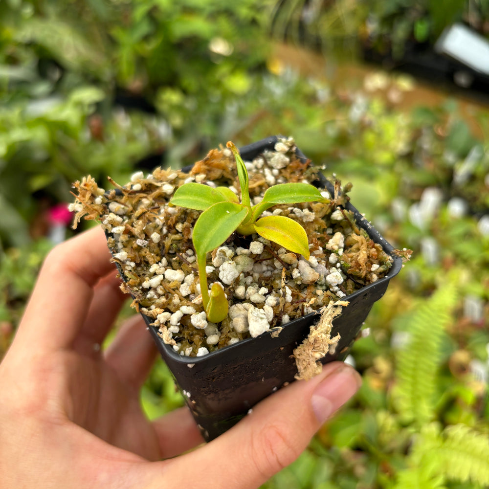 
                      
                        [A469] Nepenthes (lowii x truncata squat) x edwardsiana (small)
                      
                    