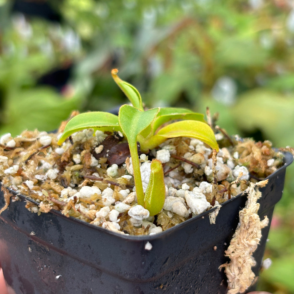 
                      
                        [A469] Nepenthes (lowii x truncata squat) x edwardsiana (small)
                      
                    