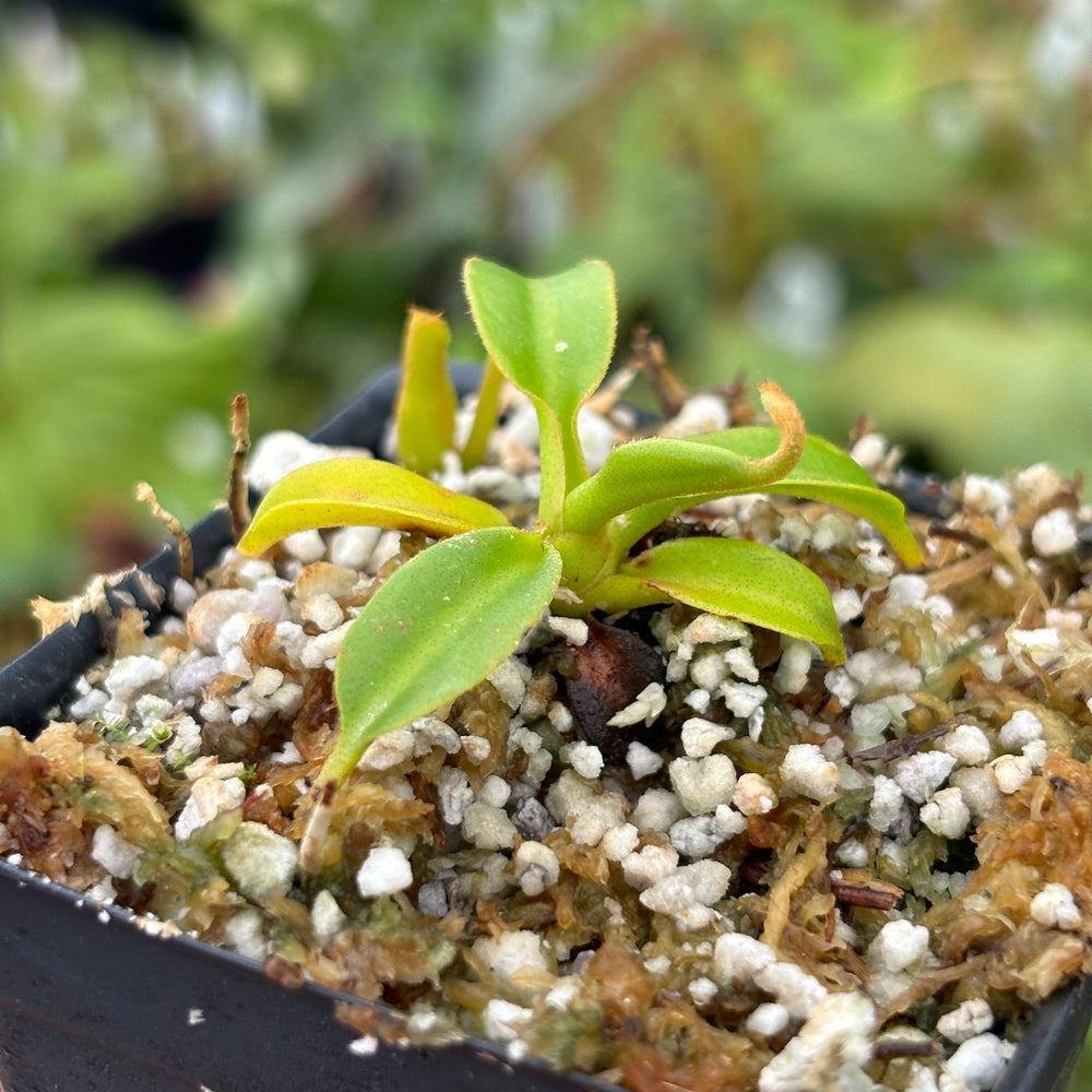 [A469] Nepenthes (lowii x truncata squat) x edwardsiana (small)